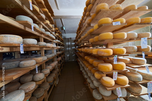 Cheese factory production shelves with aging old cheese