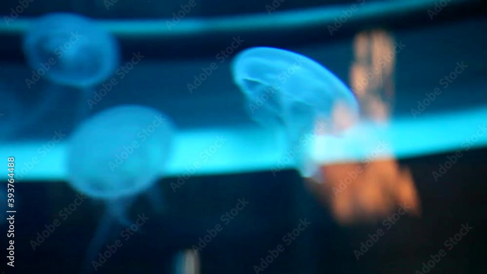 Jellyfishes in big aquarium. Blue illumination. Beautiful view Jellyfishes in big aquarium. Blue illumination. Beautiful view