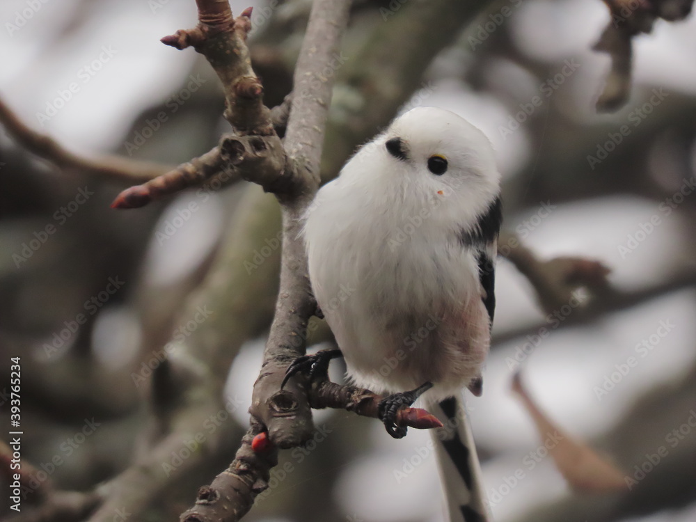 Long-tailed tit perching on a tree branch on a snowy day, looking towards the camera. Long-tailed tit perching on a tree branch on a snowy day, looking towards the camera.