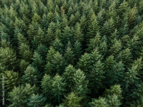 Douglas fir trees from above