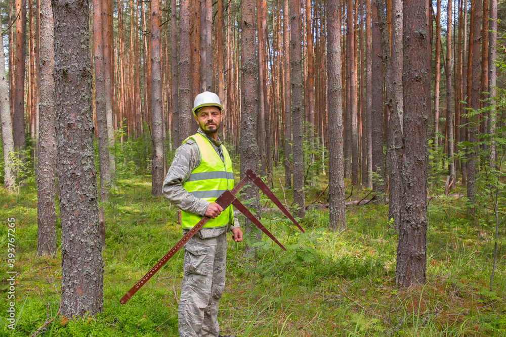 A forest engineer performs forest management work. Forester works in the forest with a measuring tool. A forest engineer performs forest management work. Forester works in the forest with a measuring tool.