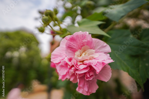 A blooming purple rose flower