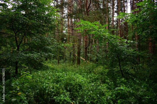 footpath in the forest