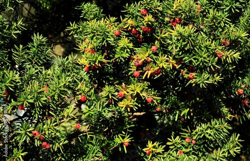 キャラボクの実