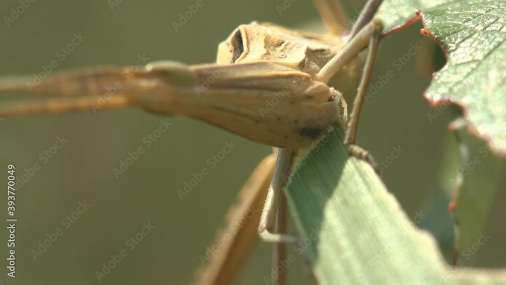 Acrida cinerea eating green leaves of grass in summer meadow, Oriental longheaded grasshopper/locust, Chinese grasshopper. Macro insect view in wildlife Acrida cinerea eating green leaves of grass in summer meadow, Oriental longheaded grasshopper/locust, Chinese grasshopper. Macro insect view in wildlife