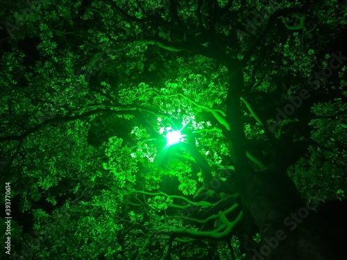 Fototapeta Naklejka Na Ścianę i Meble -  Green tree with green bulb