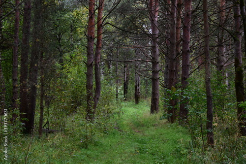 Fototapeta Naklejka Na Ścianę i Meble -  path in the woods