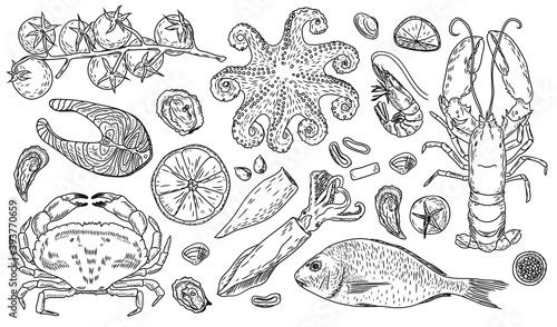 Large vector set of fresh sea products. Lobster, octopus, oysters, shrimp, squid, crab, mussels, trout steak, Dorado, fish, tomatoes, garlic, pepper. For restaurant menus. Linear drawing by hand
