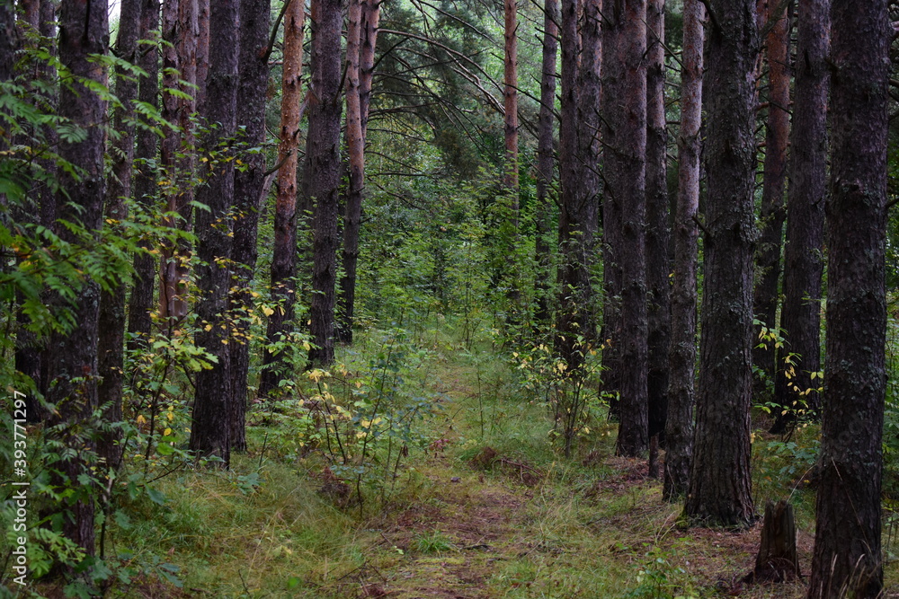 Obraz premium footpath in the woods
