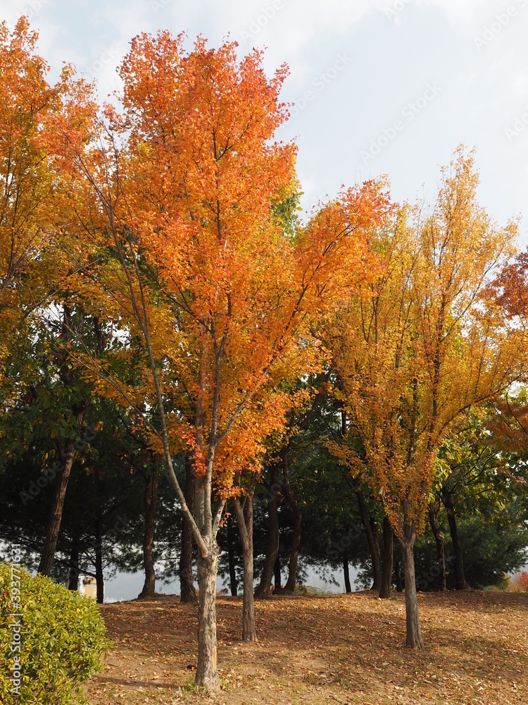 colorful leaves (orange, yellow and green)  on trees in autumn with white sky background
