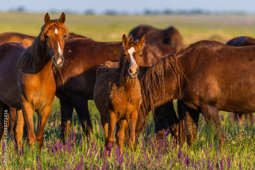 Wild horses grazing in a field at sunrise Wild horses grazing in a field at sunrise