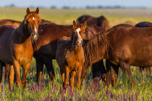 Fototapeta Naklejka Na Ścianę i Meble -  Wild horses grazing in a field at sunrise