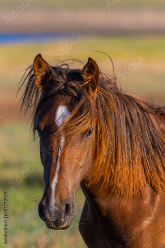 Fototapeta Naklejka Na Ścianę i Meble -  Portrait of wild horse in wildlife