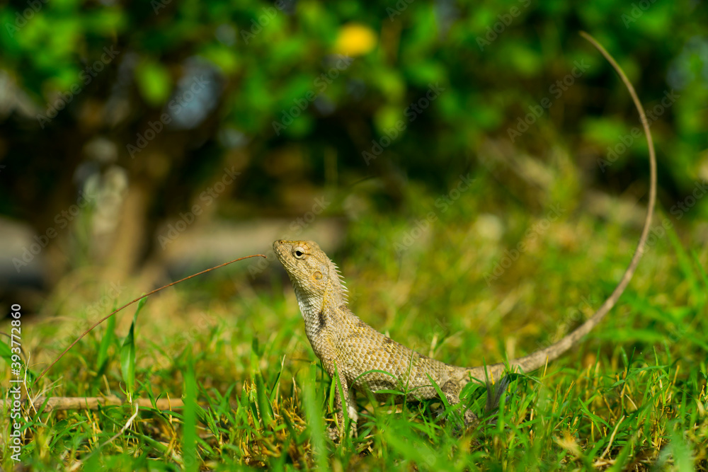 Oriental Garden Lizard sitting in an alert position Oriental Garden Lizard sitting in an alert position
