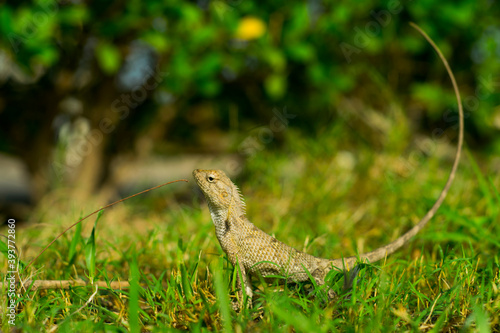 Oriental Garden Lizard sitting in an alert position © Praveen