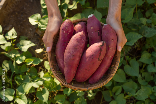 Fotografía Farmer hold Fresh sweet potato product in wood basket with green leaf of sweet p