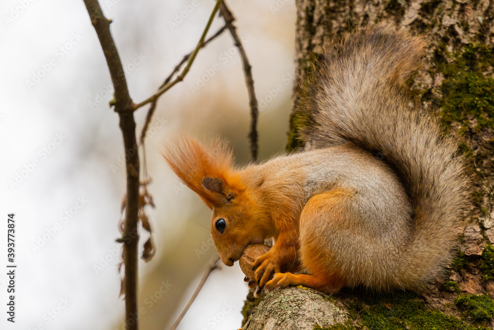 Fototapeta premium A red squirrel or Sciurus vulgaris also called Eurasian red sguirrel in autumn park forest. Autumn squirrel portrait.