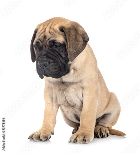 puppy bullmastiff in studio