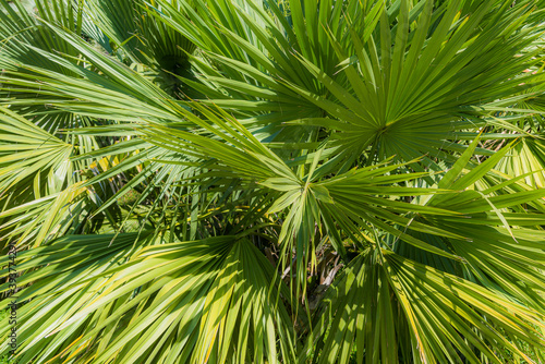 Palm leaves of Chamaerops humilis texture decoration resource with shadow