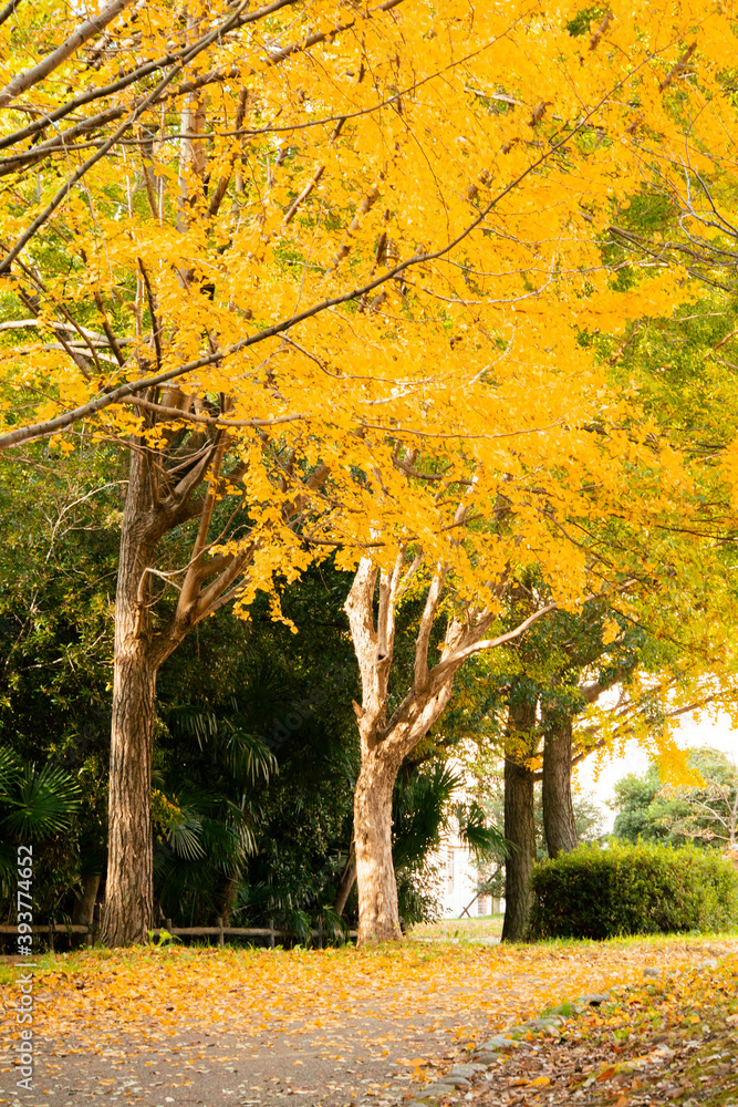 黄色く色づいた秋のイチョウの木