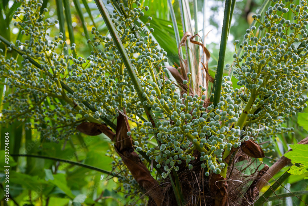 Obraz premium Unripe seed of oil palm. Nature concept