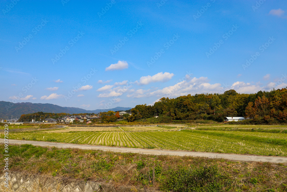 landscape in the summer