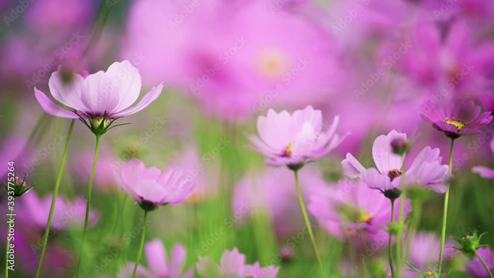 Cosmos Flowers Viewing at Guandu, Taipei in Taiwan. Farmers plant cosmos during the fallow period of rice. It can restore soil fertility and also be used as fertilizer. The beautiful scenery in autumn Cosmos Flowers Viewing at Guandu, Taipei in Taiwan. Farmers plant cosmos during the fallow period of rice. It can restore soil fertility and also be used as fertilizer. The beautiful scenery in autumn