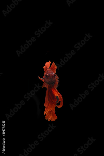 Red Thai fighting fish on background