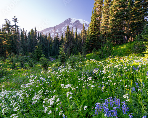 spring in the mountains Rainier © Jayce