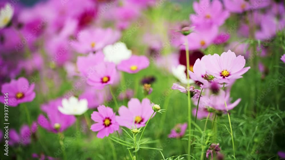 Cosmos Flowers Viewing at Guandu, Taipei in Taiwan. Farmers plant cosmos during the fallow period of rice. It can restore soil fertility and also be used as fertilizer. The beautiful scenery in autumn Cosmos Flowers Viewing at Guandu, Taipei in Taiwan. Farmers plant cosmos during the fallow period of rice. It can restore soil fertility and also be used as fertilizer. The beautiful scenery in autumn