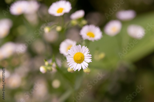 Fototapeta Naklejka Na Ścianę i Meble -  White daisies combined