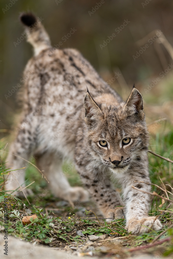 Naklejka premium Lynx in green forest with tree trunk. Wildlife scene from nature. Playing Eurasian lynx, animal behaviour in habitat. Wild cat from Germany. Wild Bobcat between the trees