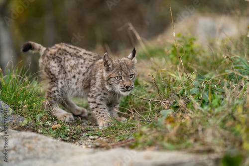 Lynx in green forest with tree trunk. Wildlife scene from nature. Playing Eurasian lynx, animal behaviour in habitat. Wild cat from Germany. Wild Bobcat between the trees