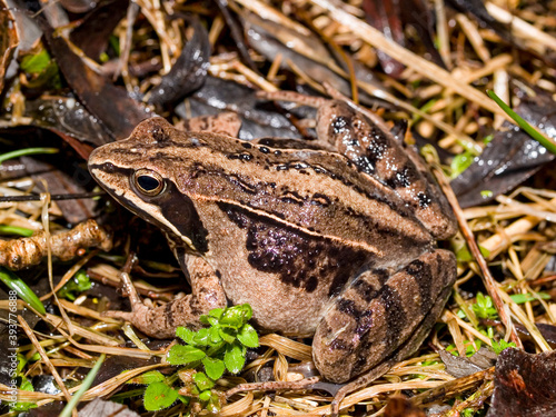 moor frog (Rana arvalis) photo