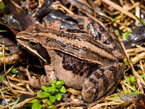 moor frog (Rana arvalis) photo