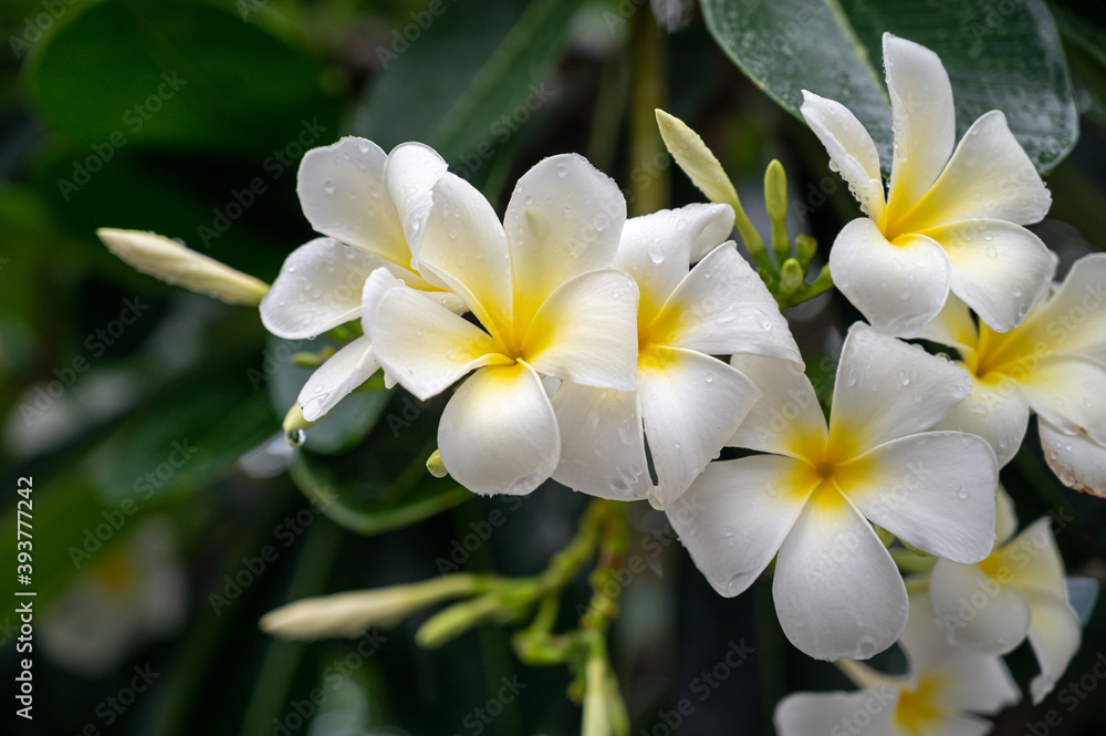 white frangipani flower white frangipani flower