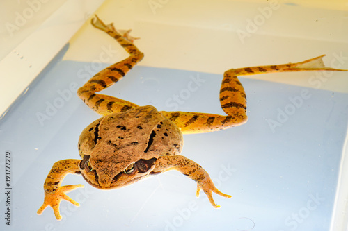 grass frog (rana temporaria) photo