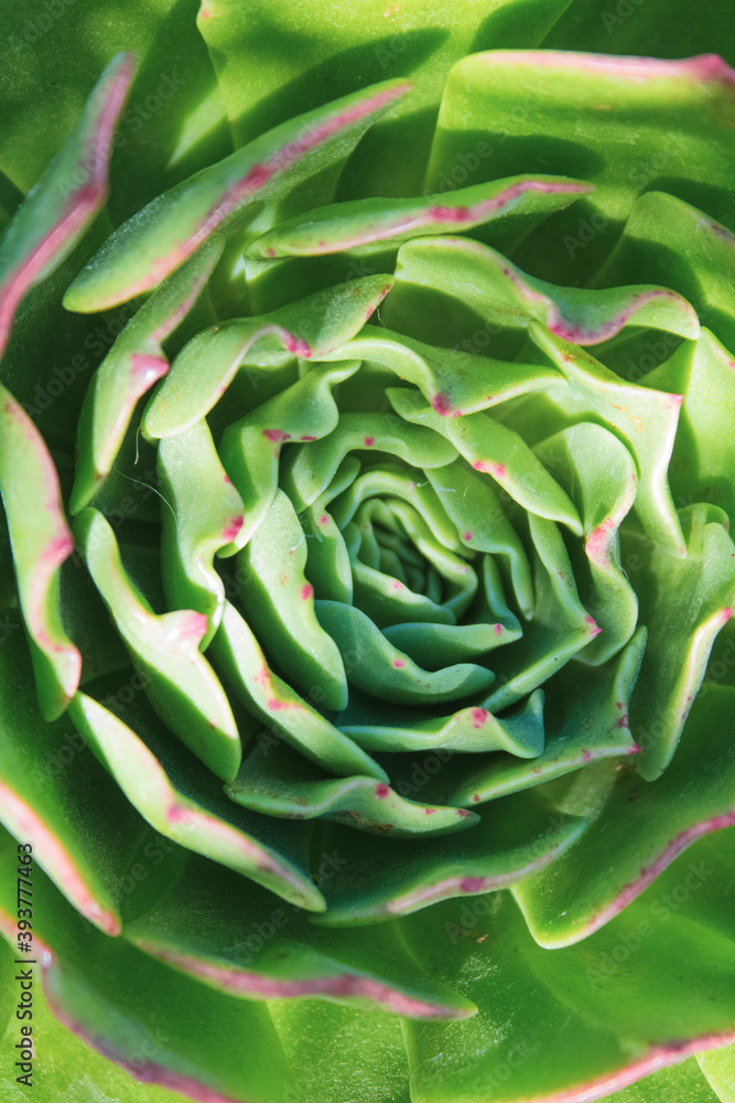 Obraz premium close up of a lettuce