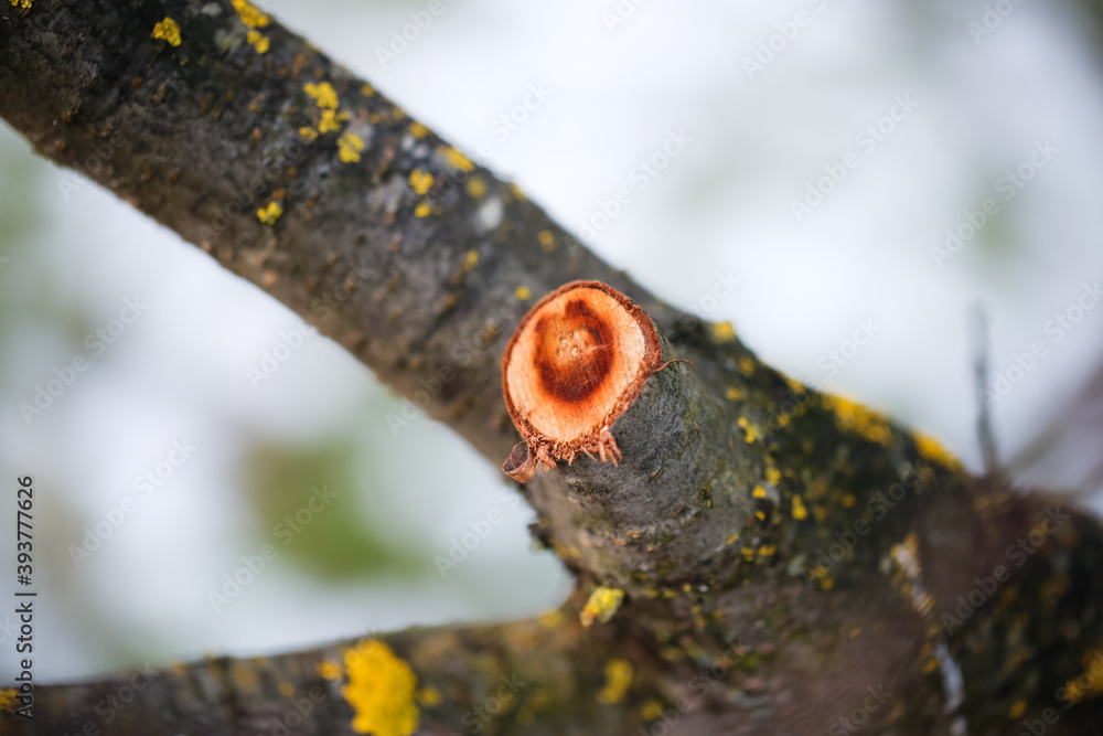 Incorrect cutting of wood, seasonal pruning of trees, seasonal gardening Incorrect cutting of wood, seasonal pruning of trees, seasonal gardening