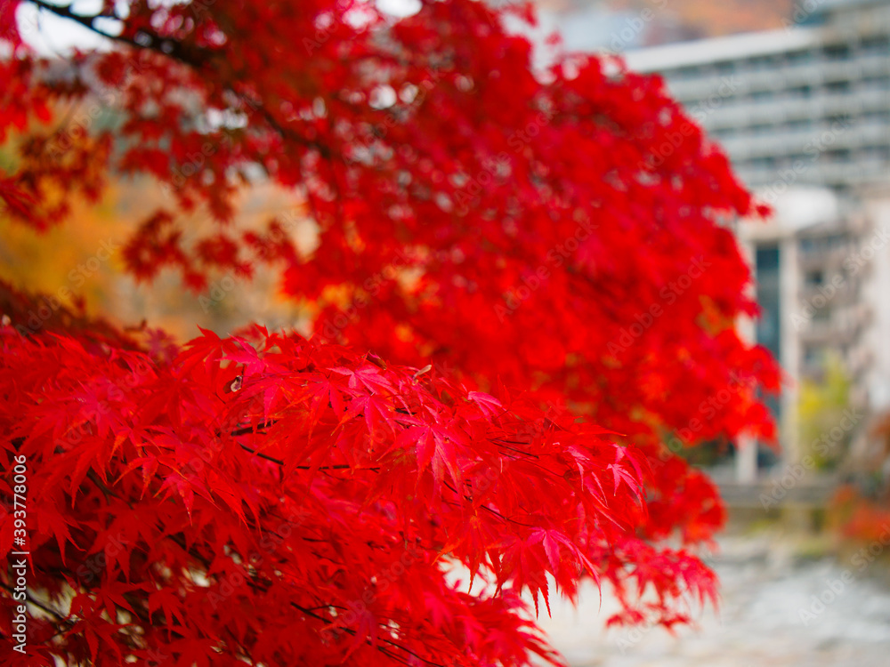 Red Japanese maple leaves (Tochigi, Japan) Red Japanese maple leaves (Tochigi, Japan)
