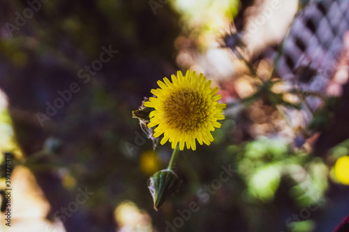 sunflower in the garden