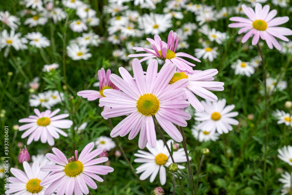 Fototapeta premium daisies in a field