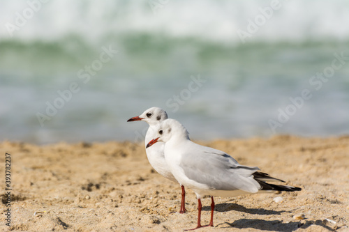 A loving couple of common white seagulls (Larus canus) standing on the sand Jumeirah beach in the city of Dubai, United Arab Emirates