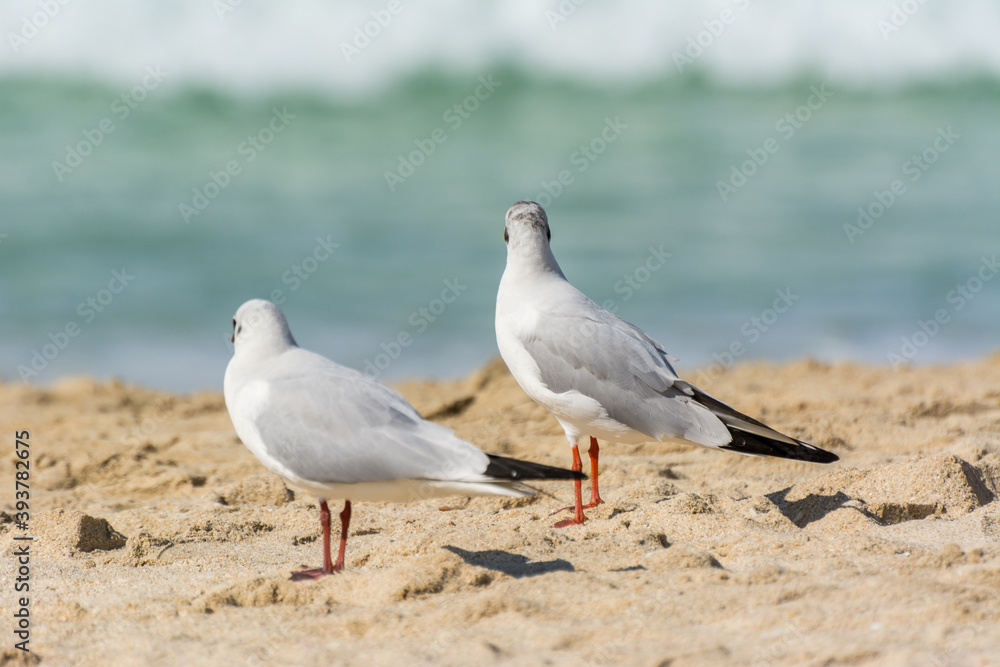 A loving couple of common white seagulls (Larus canus) standing on the sand Jumeirah beach in the city of Dubai, United Arab Emirates A loving couple of common white seagulls (Larus canus) standing on the sand Jumeirah beach in the city of Dubai, United Arab Emirates