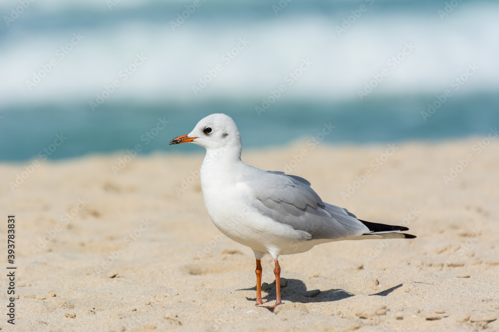A common white seagull (Larus canus) standing on the sand Jumeirah beach in the city of Dubai, United Arab Emirates A common white seagull (Larus canus) standing on the sand Jumeirah beach in the city of Dubai, United Arab Emirates