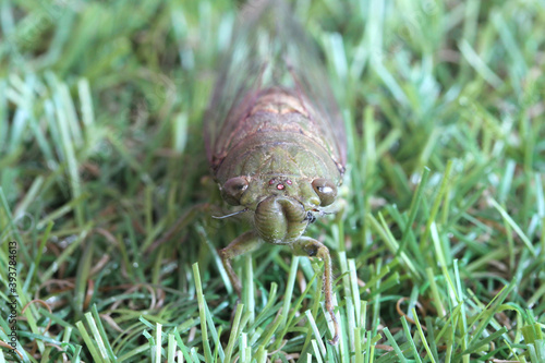 Cicada on the white background.