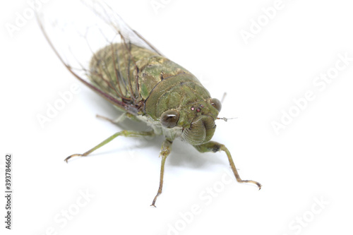 Cicada on the white background. © alamo15