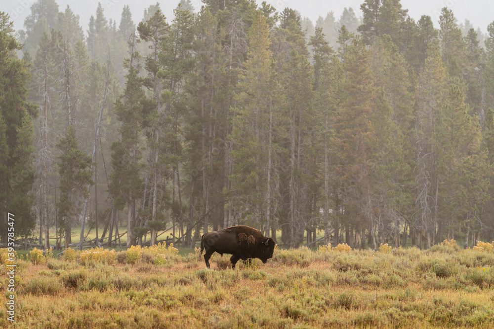 bison in the woods