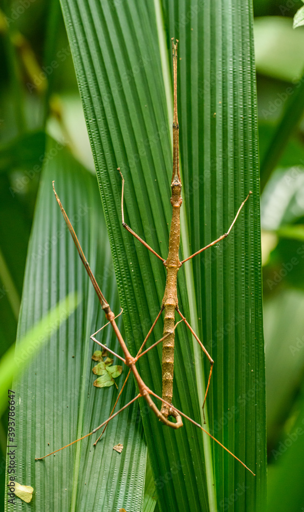 stick insects, stickbugs, walking sticks, or bug sticks (Phasmatodea