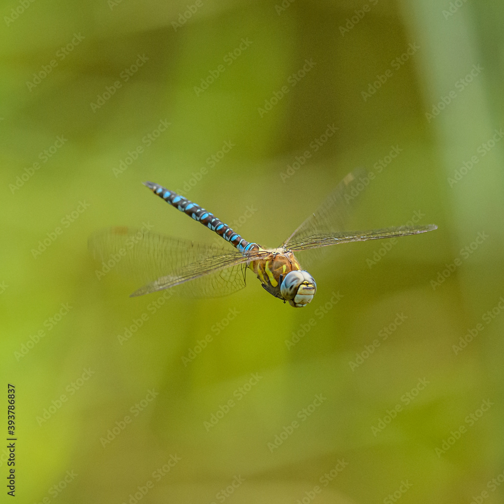dragonfly migrant hawker (Aeshna mixta) in flight dragonfly migrant hawker (Aeshna mixta) in flight